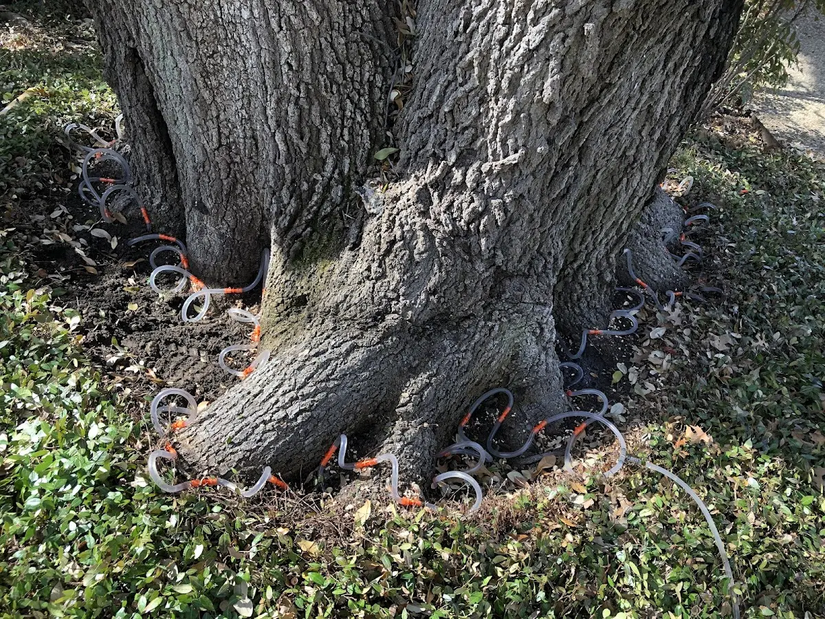 Detailed Tree Cabling and Bracing job site in Mizpah
