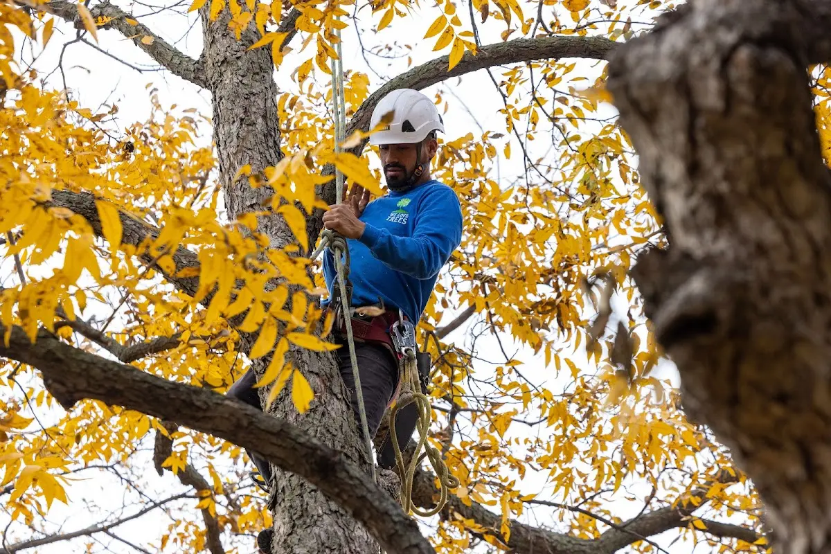 Skilled Tree Trimming crew working in Mizpah